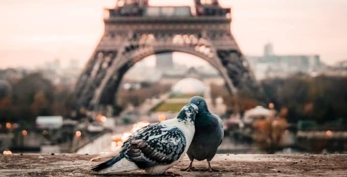 Parigi può attendere - 2 piccioni a Parigi