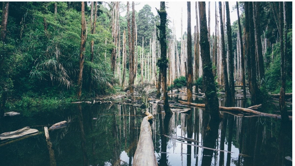 Più forte ragazzi! - Amazzonia